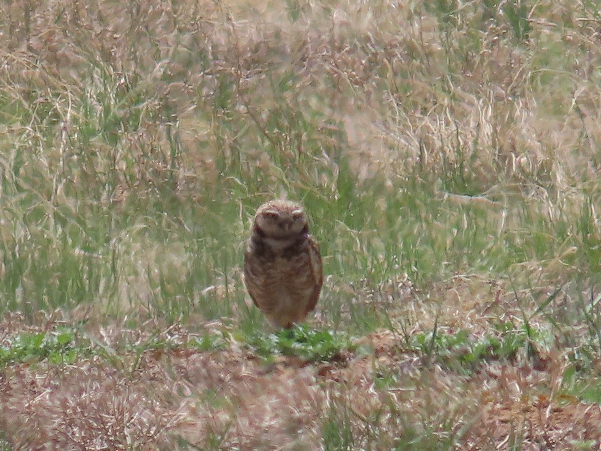 Burrowing Owl - Shay Howlin