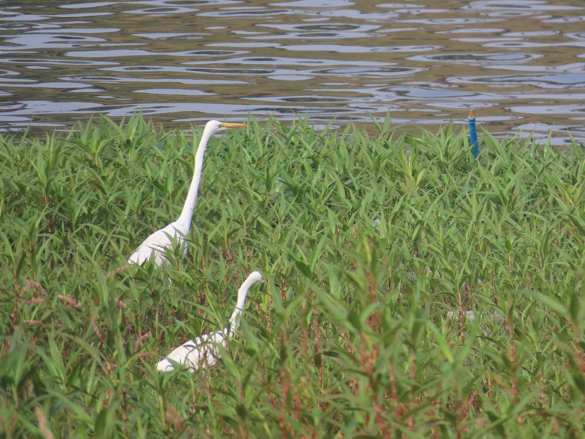 Great Egret - Shilpa Gadgil