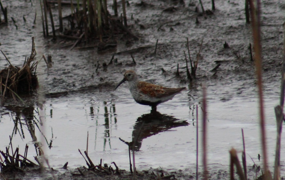 Dunlin - Deborah  Hansen