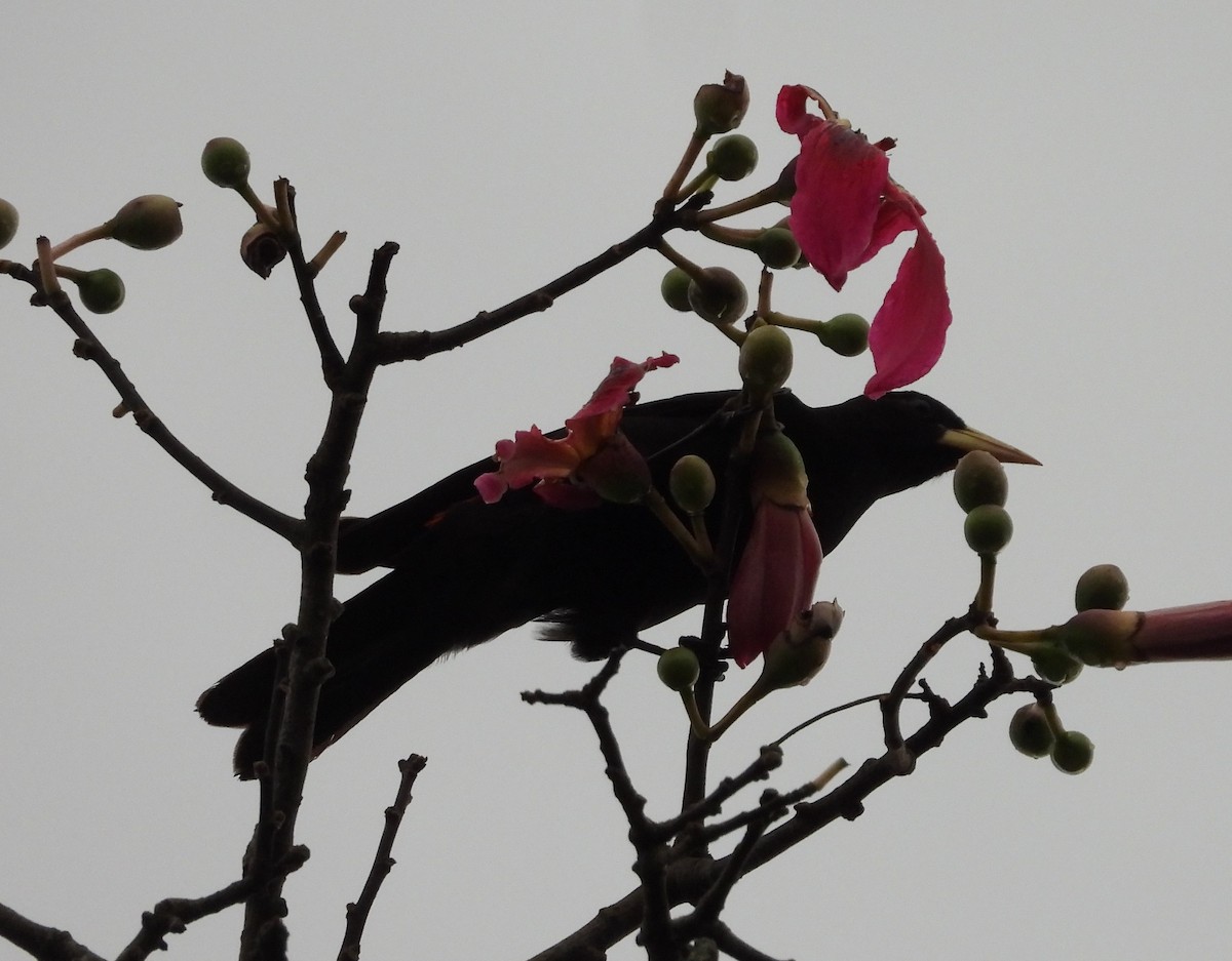 Red-rumped Cacique - Albeiro Erazo Farfán