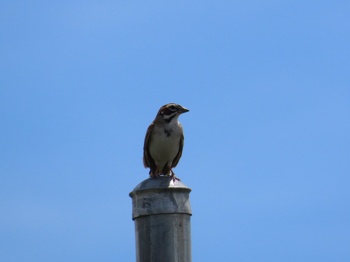 Lark Sparrow - Shay Howlin