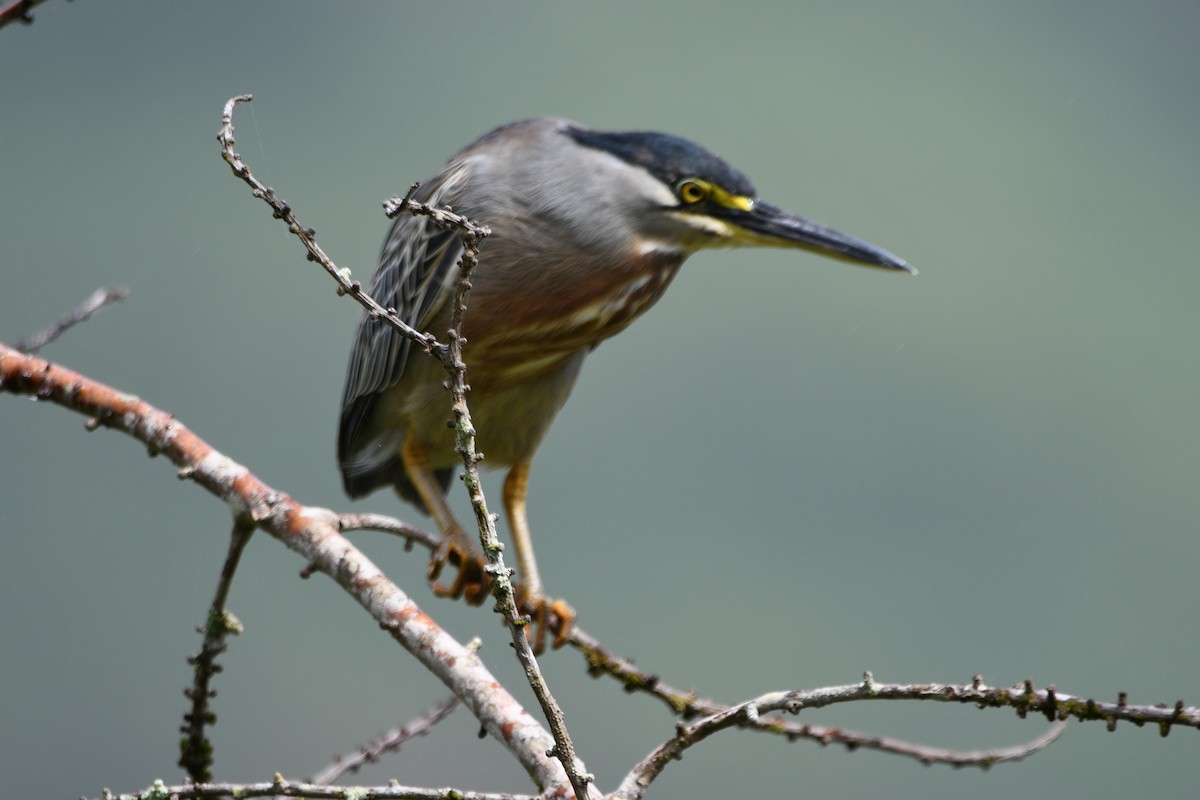 Striated Heron - ML619321931