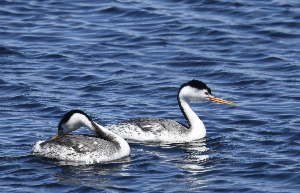 Clark's Grebe - Sevilla Rhoads