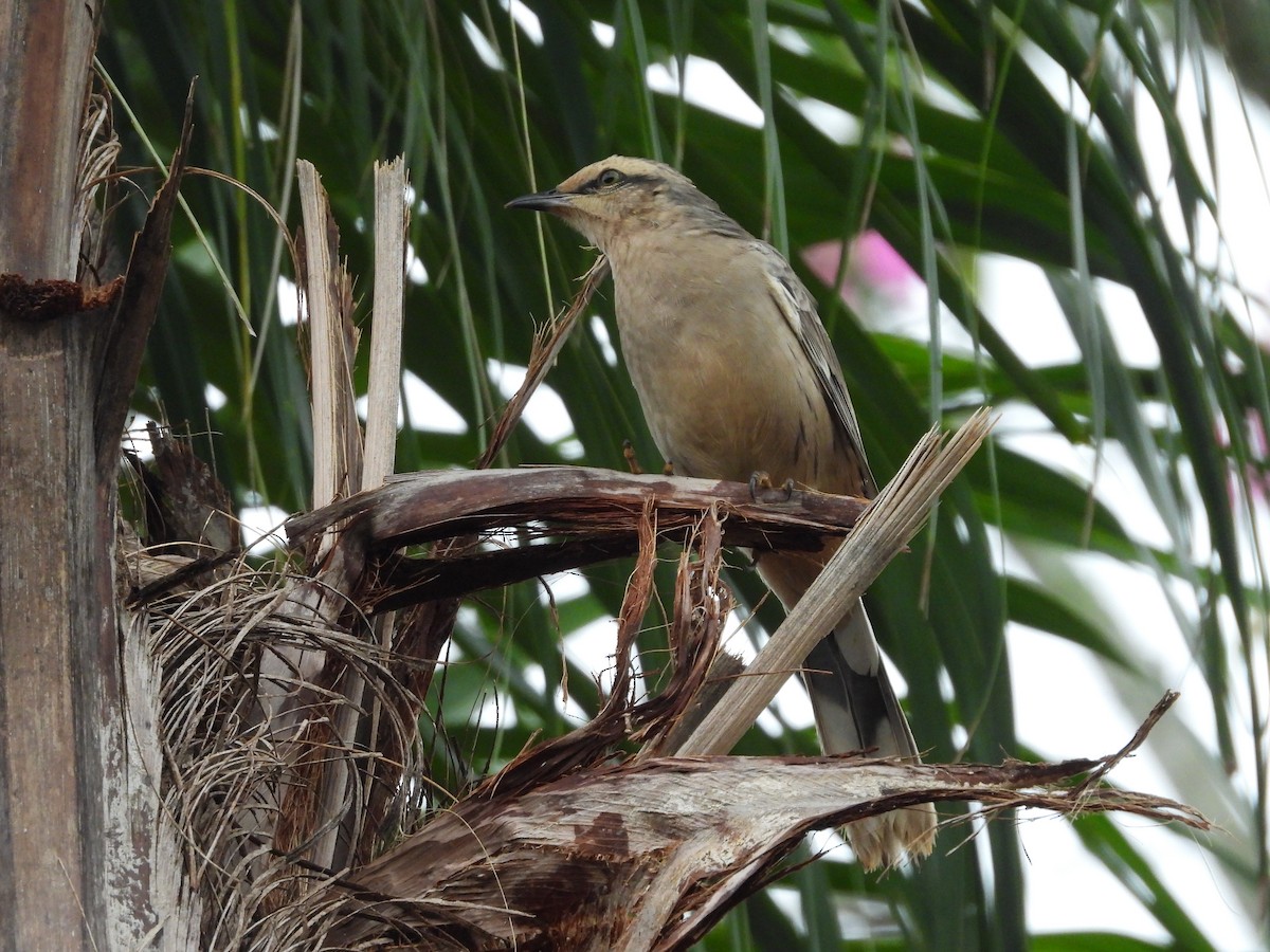 Chalk-browed Mockingbird - ML619321938