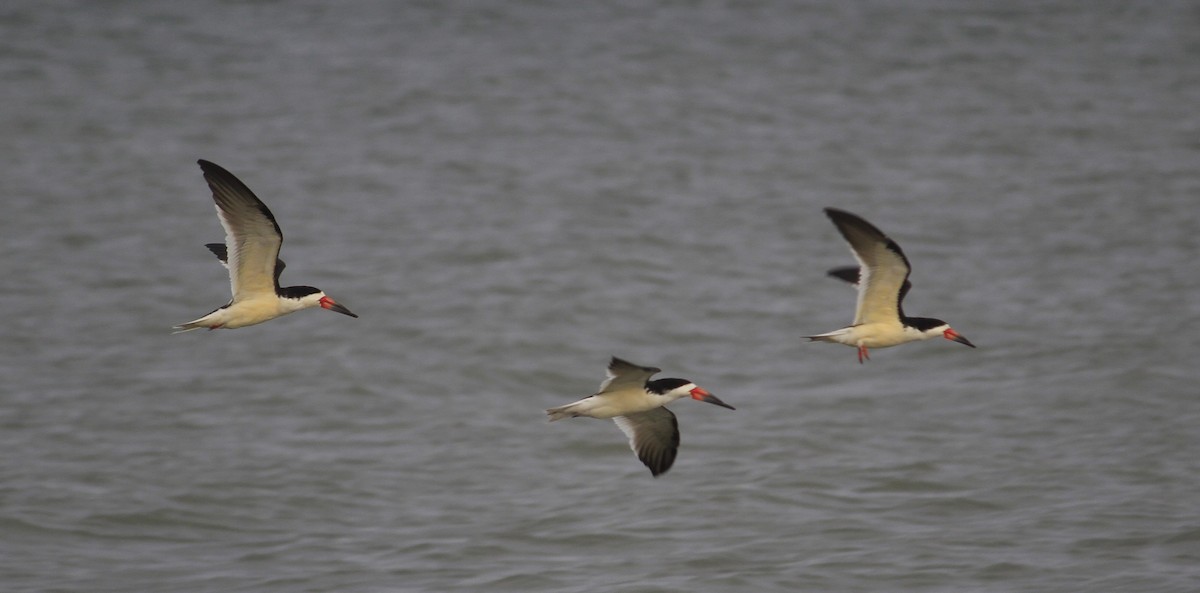 Black Skimmer - ML619321947