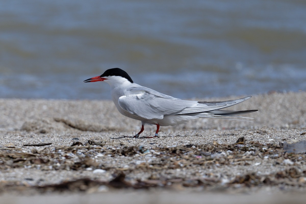 Common Tern - Jan  Kool