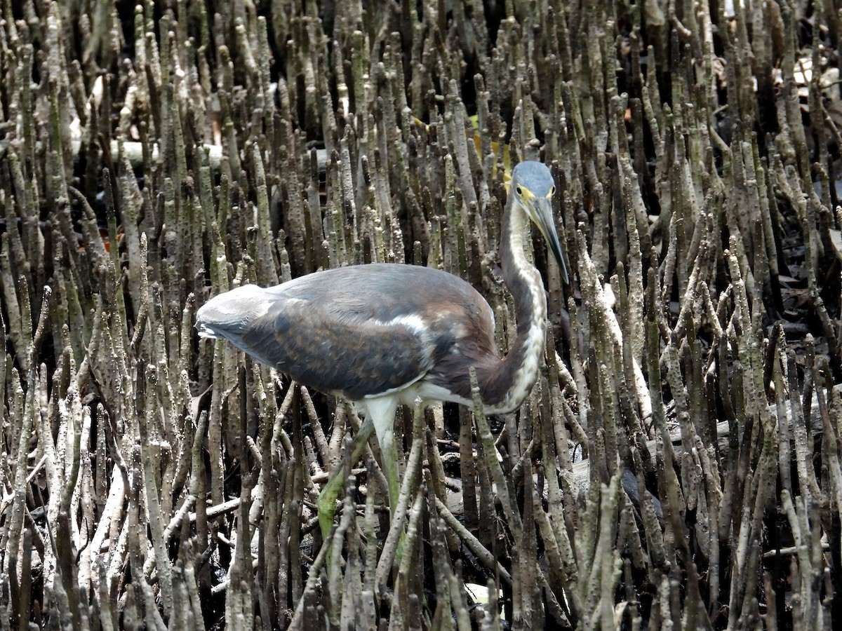 Tricolored Heron - ML619321971