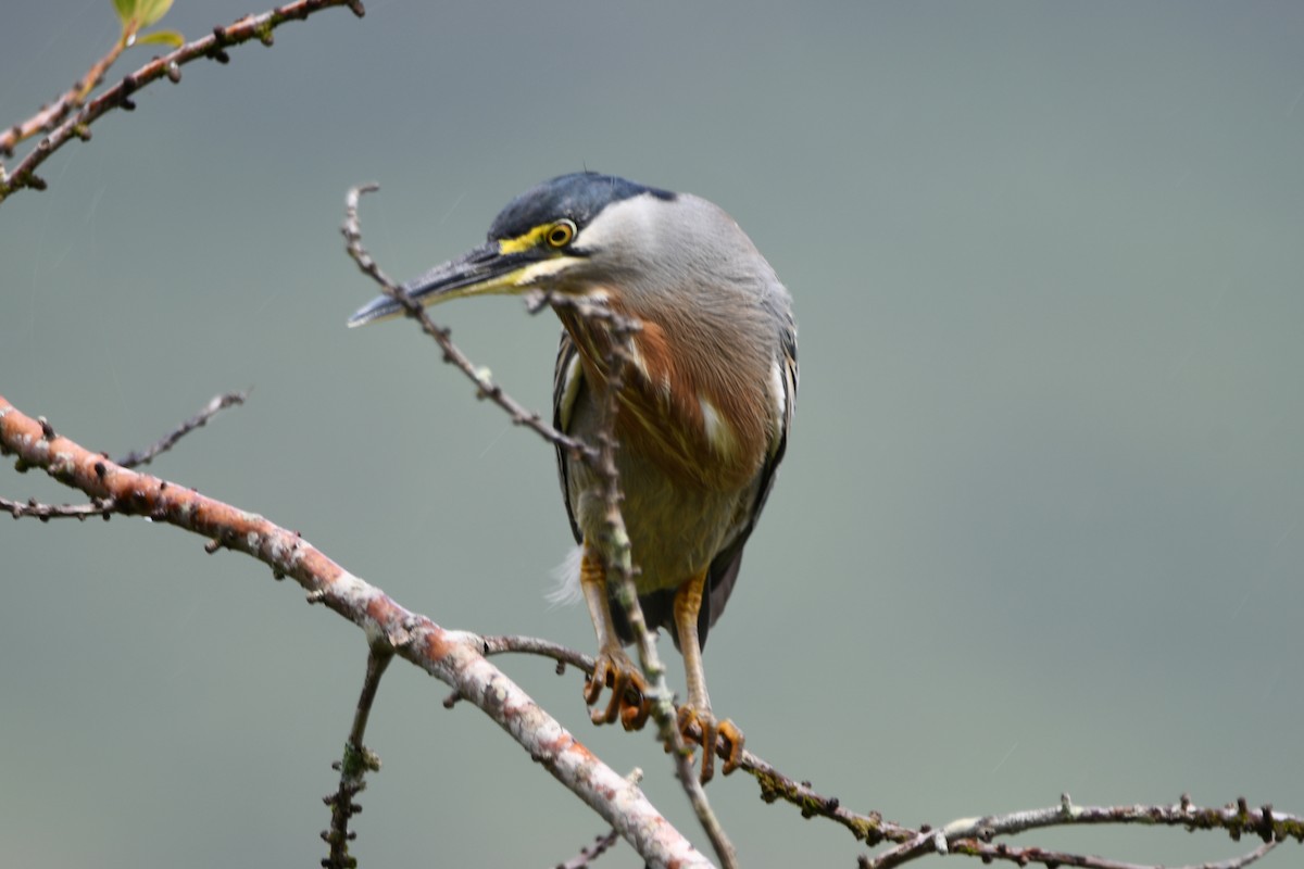 Striated Heron - ML619321976