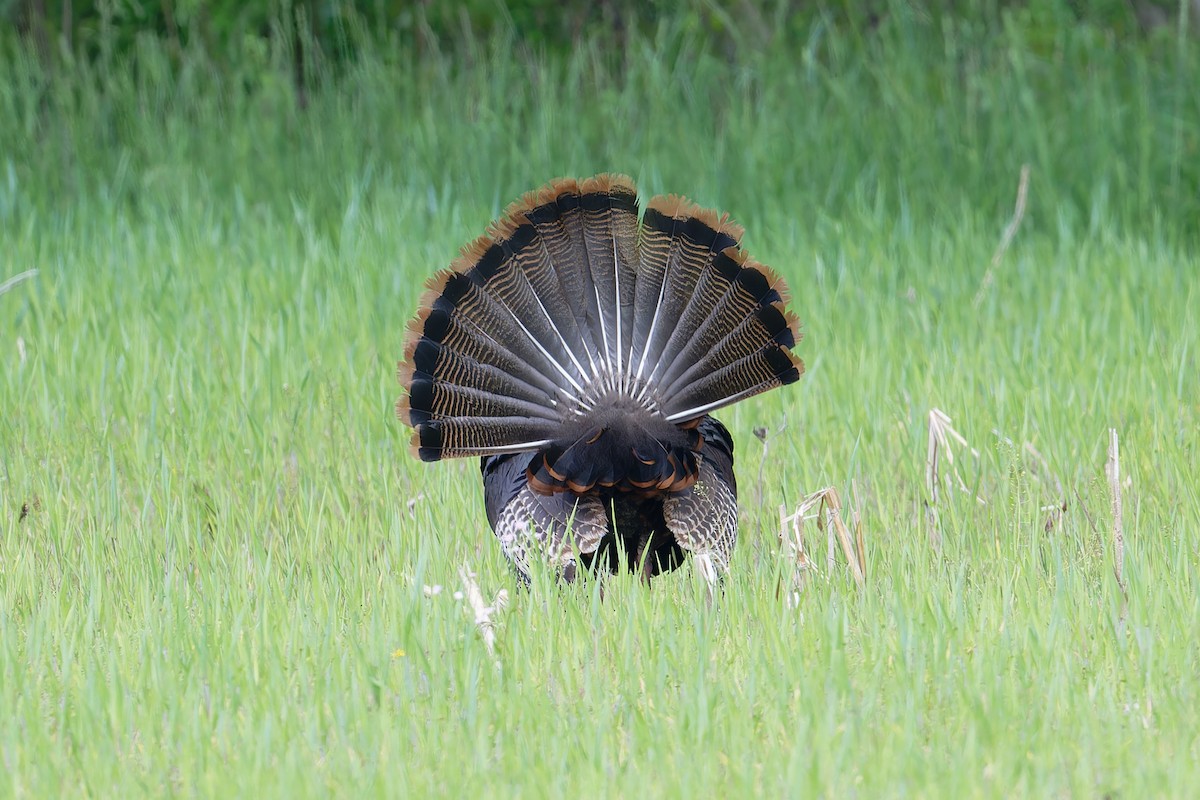 Guajolote Gallipavo - ML619321977