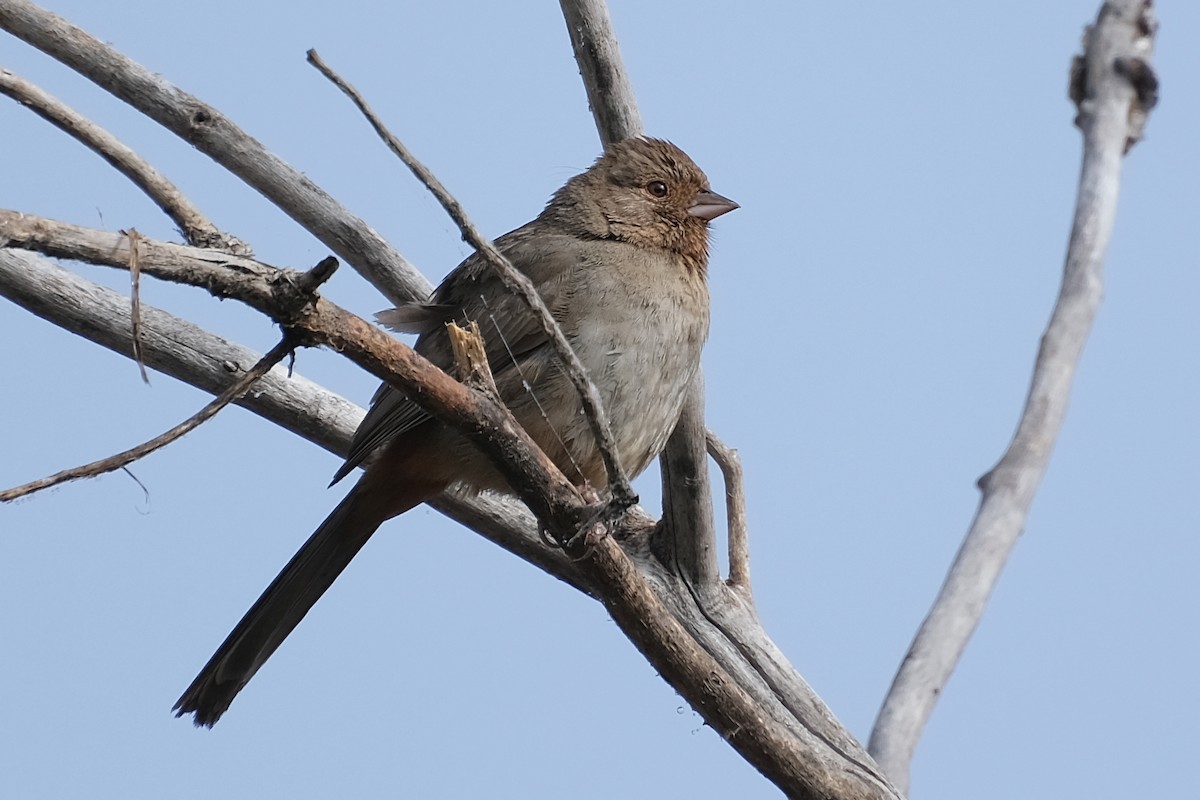 California Towhee - Anita Gould