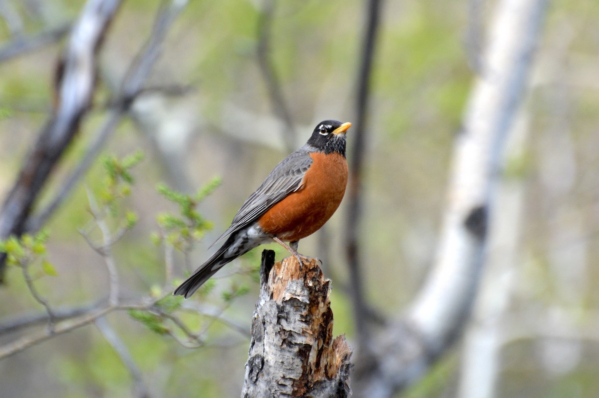 American Robin - Tim Bandfield