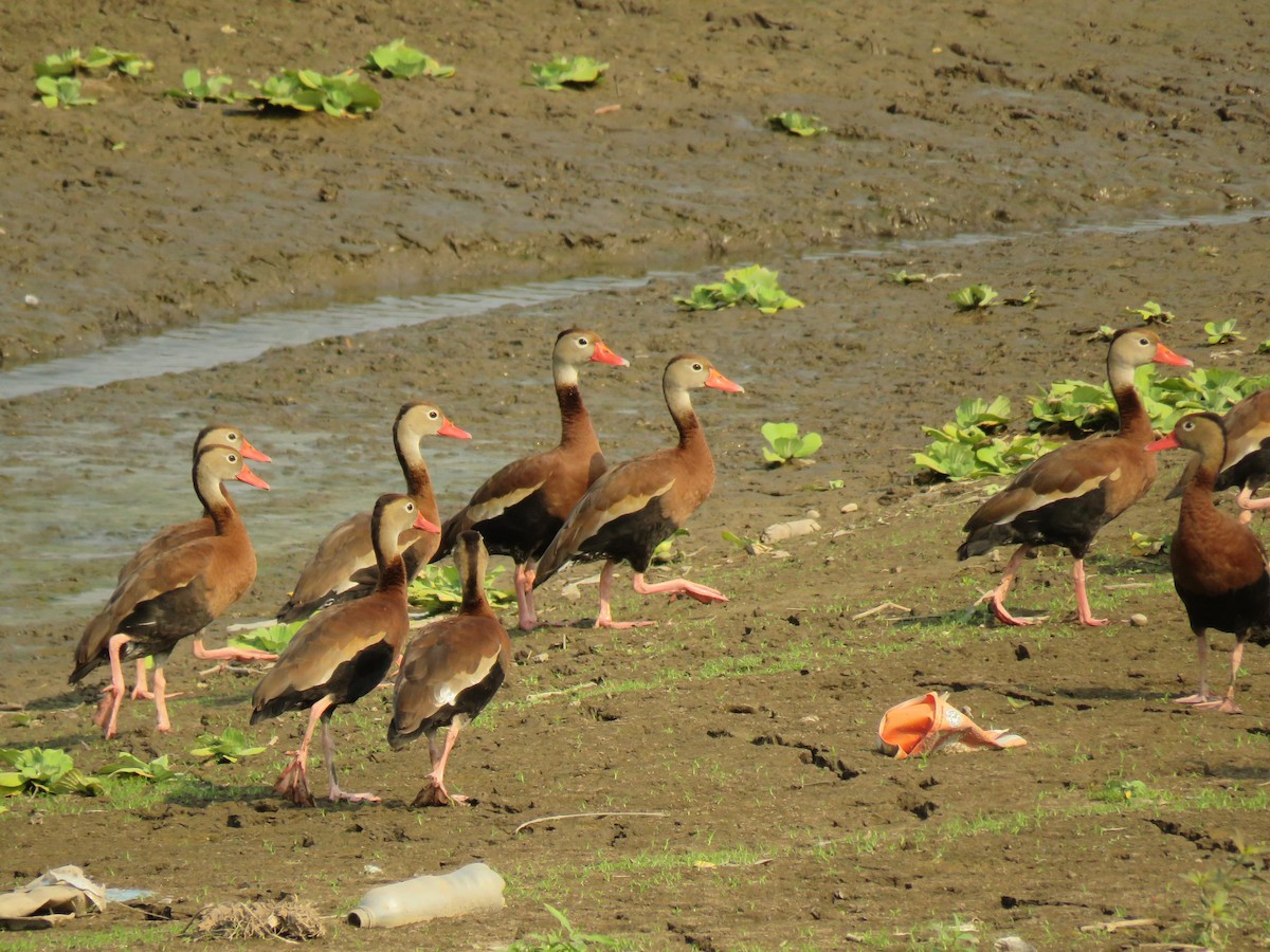 Black-bellied Whistling-Duck - Fabiola Guerra Mina