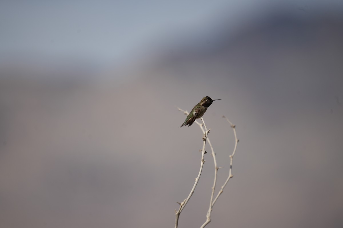 Anna's Hummingbird - Christophe Rouleau-Desrochers