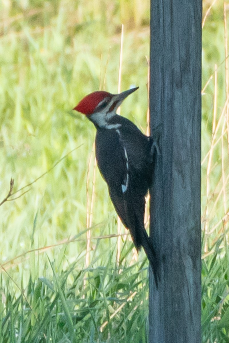 Pileated Woodpecker - ML619322034