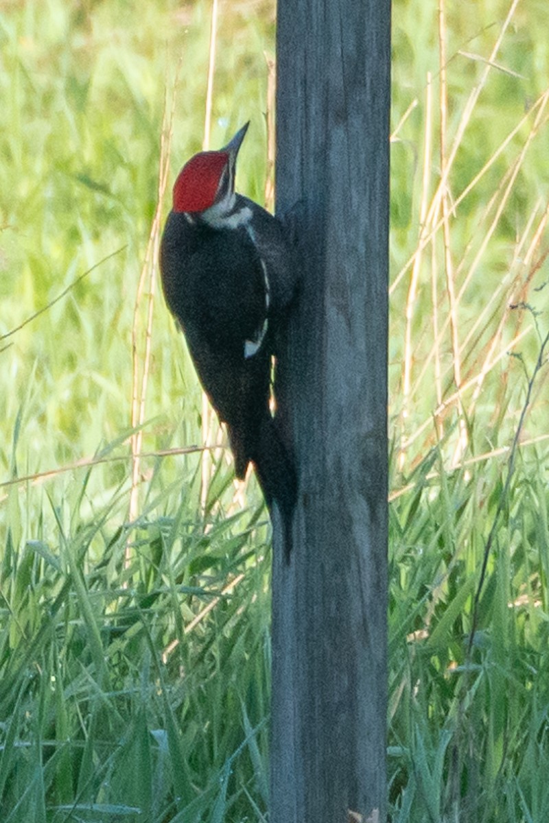 Pileated Woodpecker - ML619322036