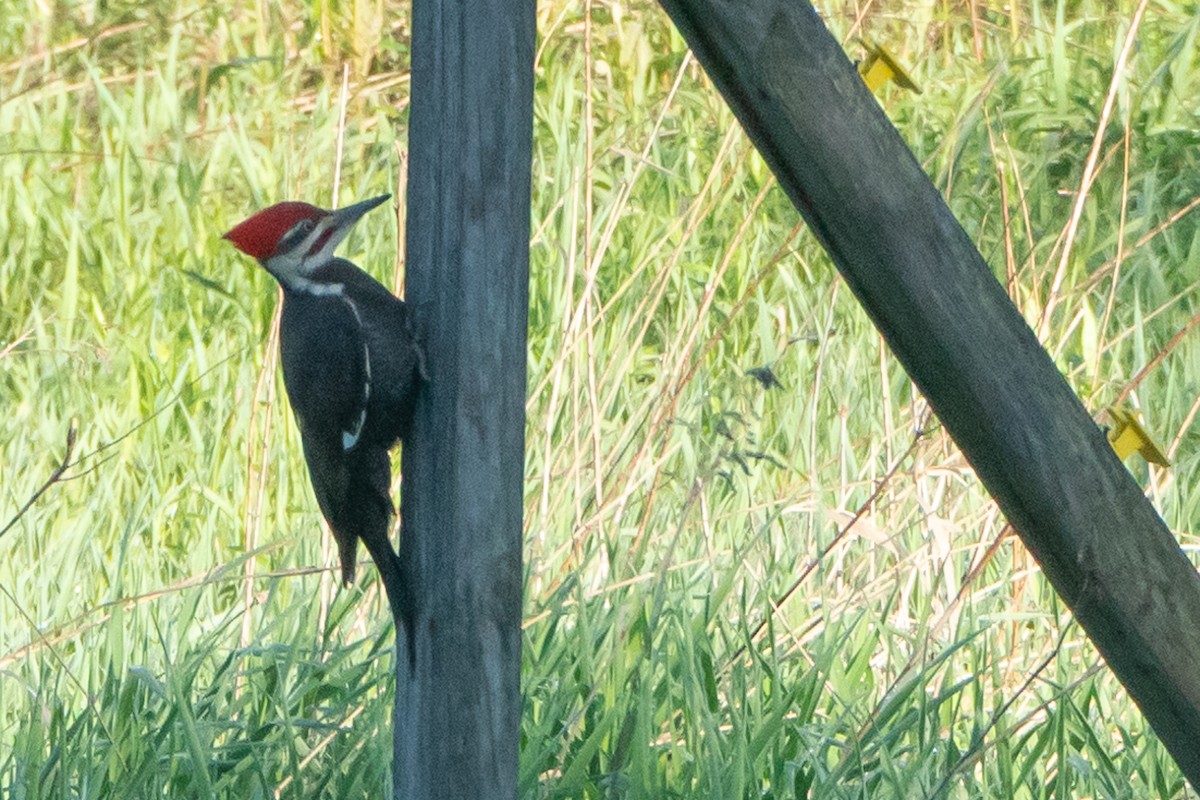 Pileated Woodpecker - Marcy Carpenter