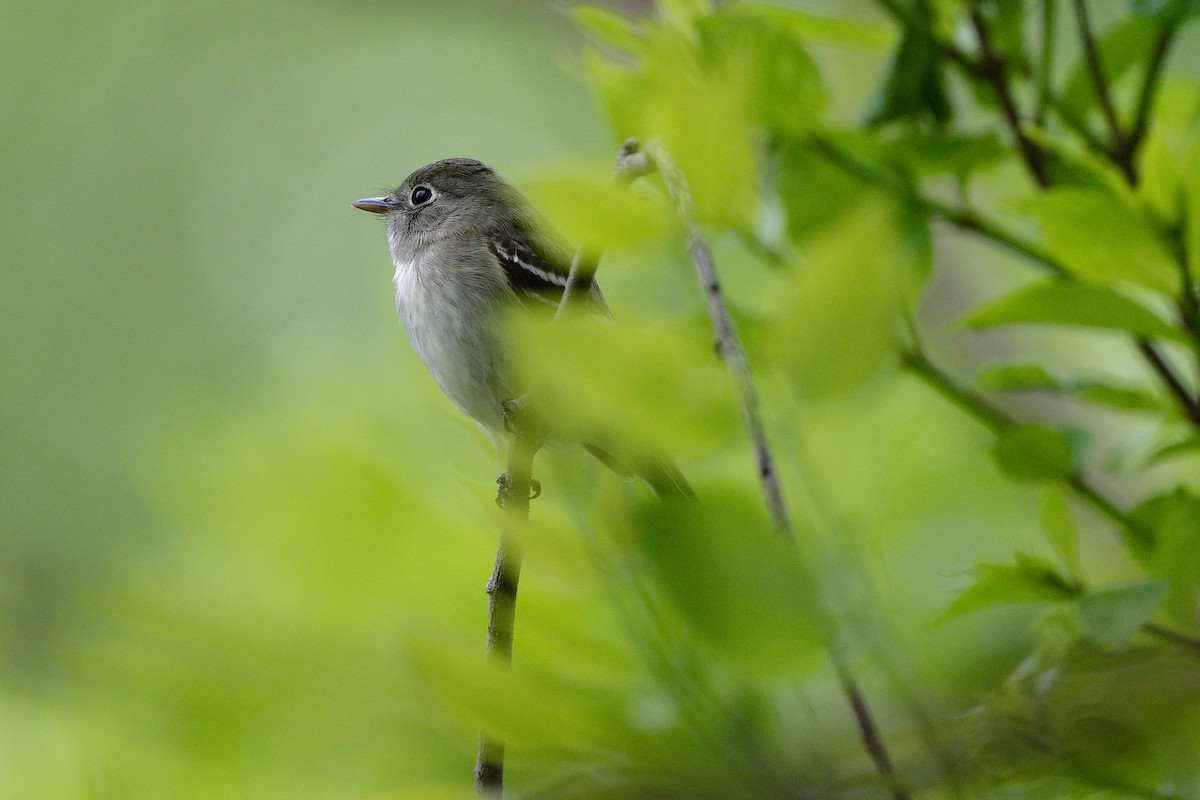 Least Flycatcher - Jan  Kool