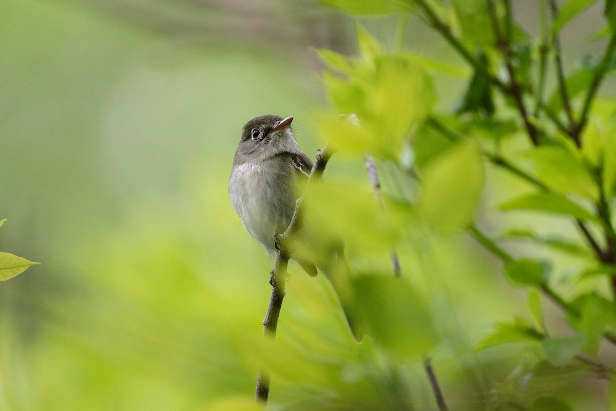 Least Flycatcher - Jan  Kool