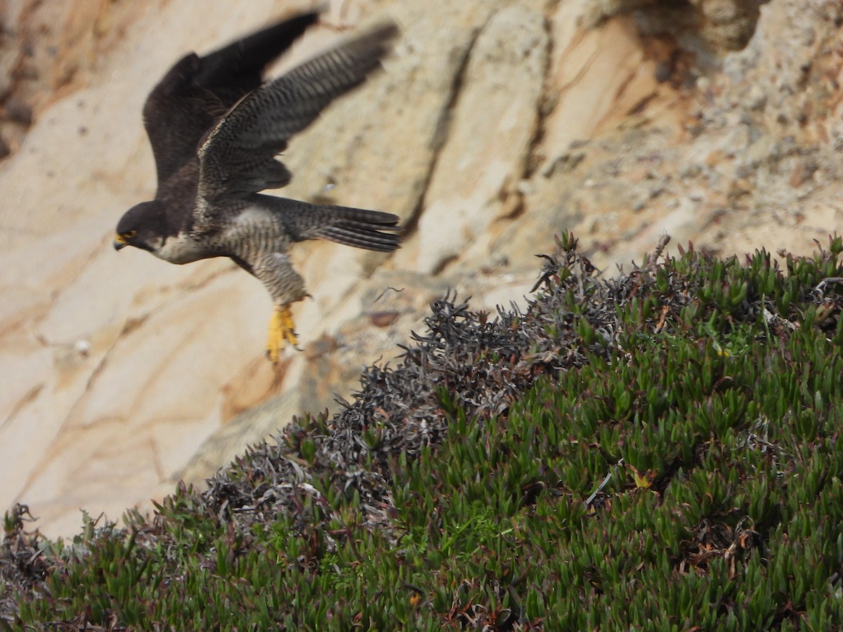 Peregrine Falcon - joe sweeney