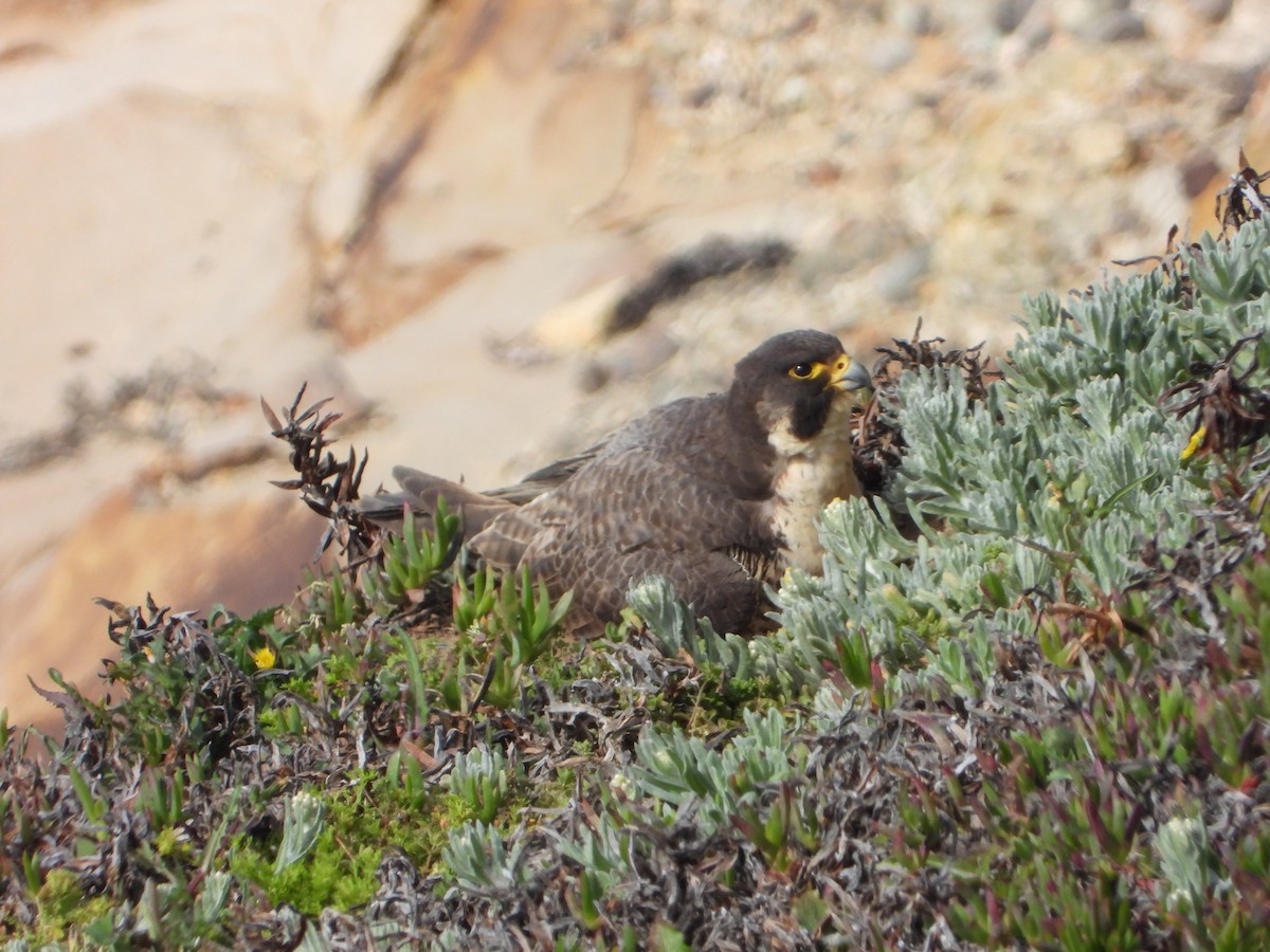 Peregrine Falcon - joe sweeney