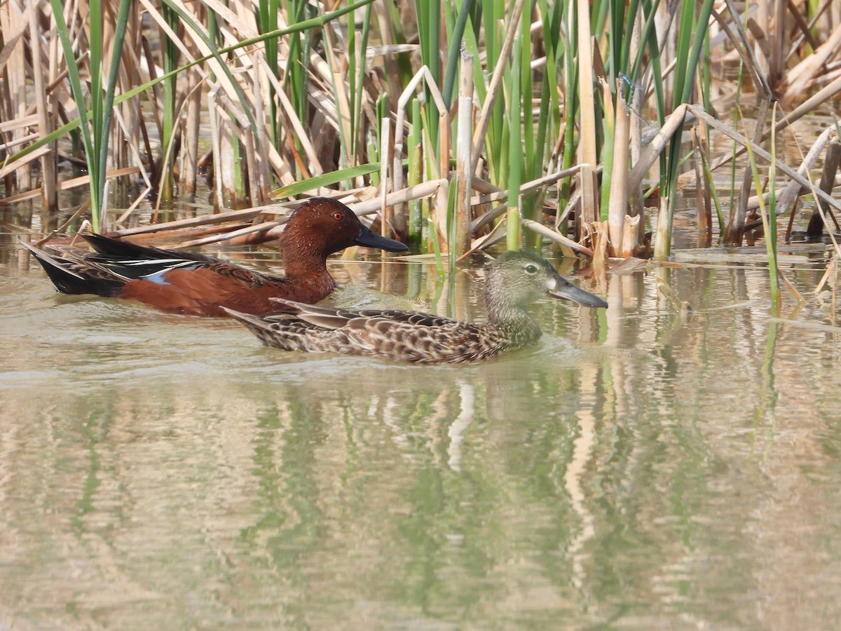 Cinnamon Teal - Tom Wuenschell