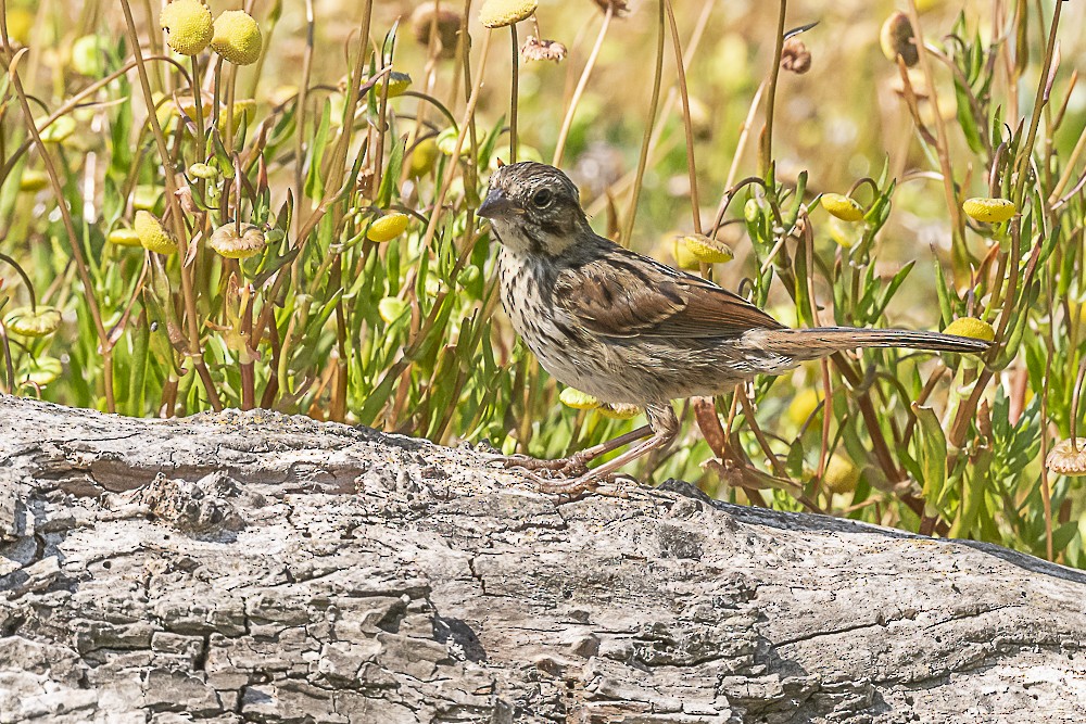 Song Sparrow - James McNamara