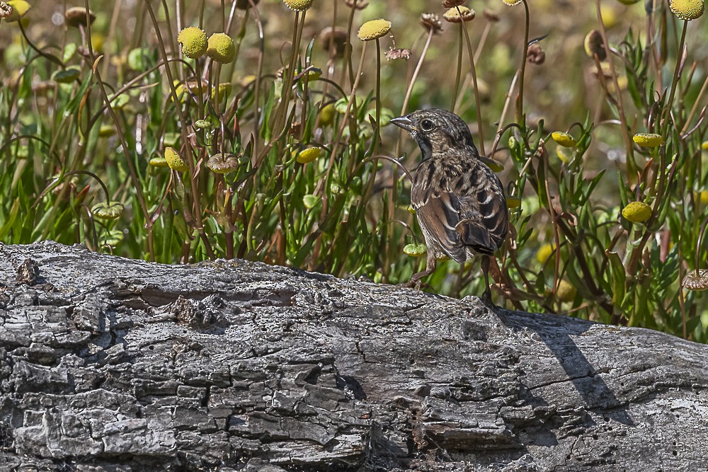 Song Sparrow - James McNamara