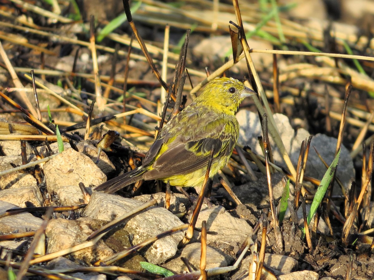 Stripe-tailed Yellow-Finch - ML619322088