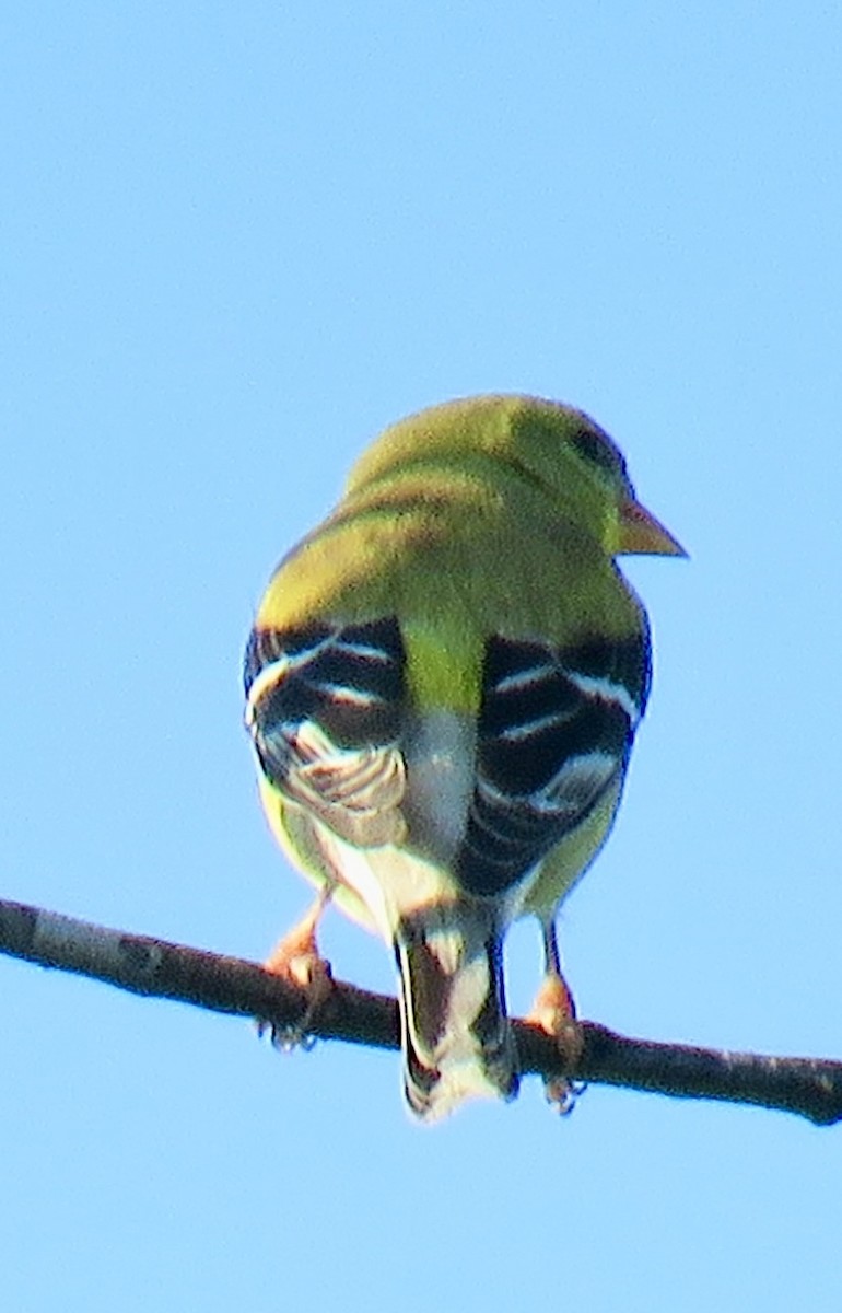 American Goldfinch - ML619322097