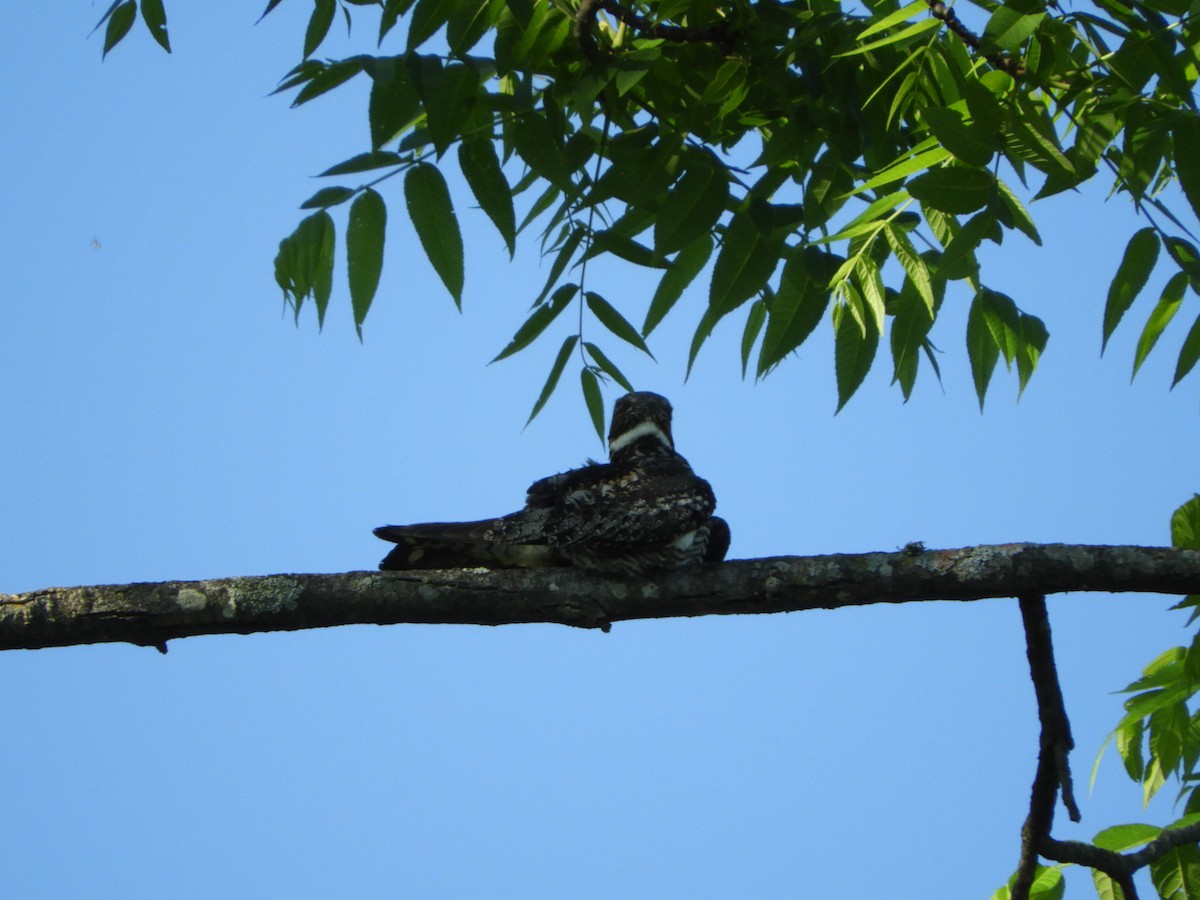 Common Nighthawk - Rex Graham