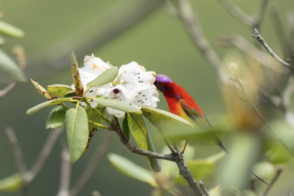 Mrs. Gould's Sunbird - Kaiyuan Li