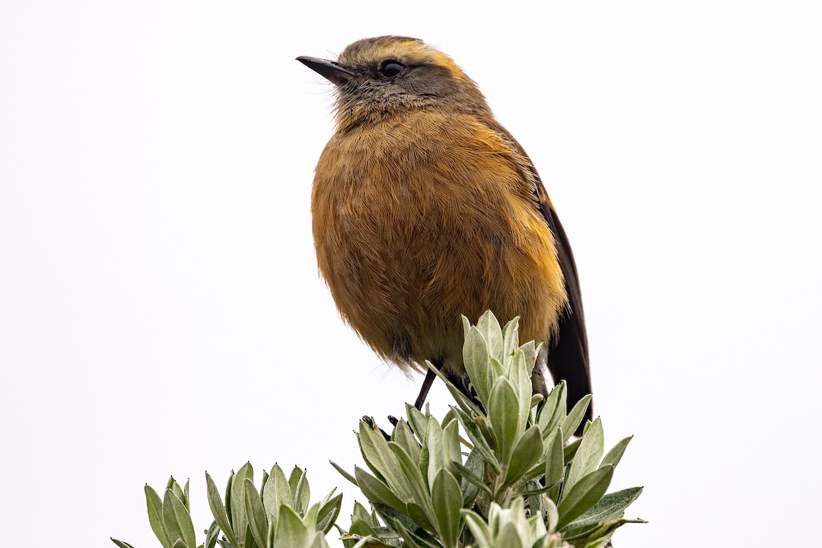Brown-backed Chat-Tyrant - Michael Cook