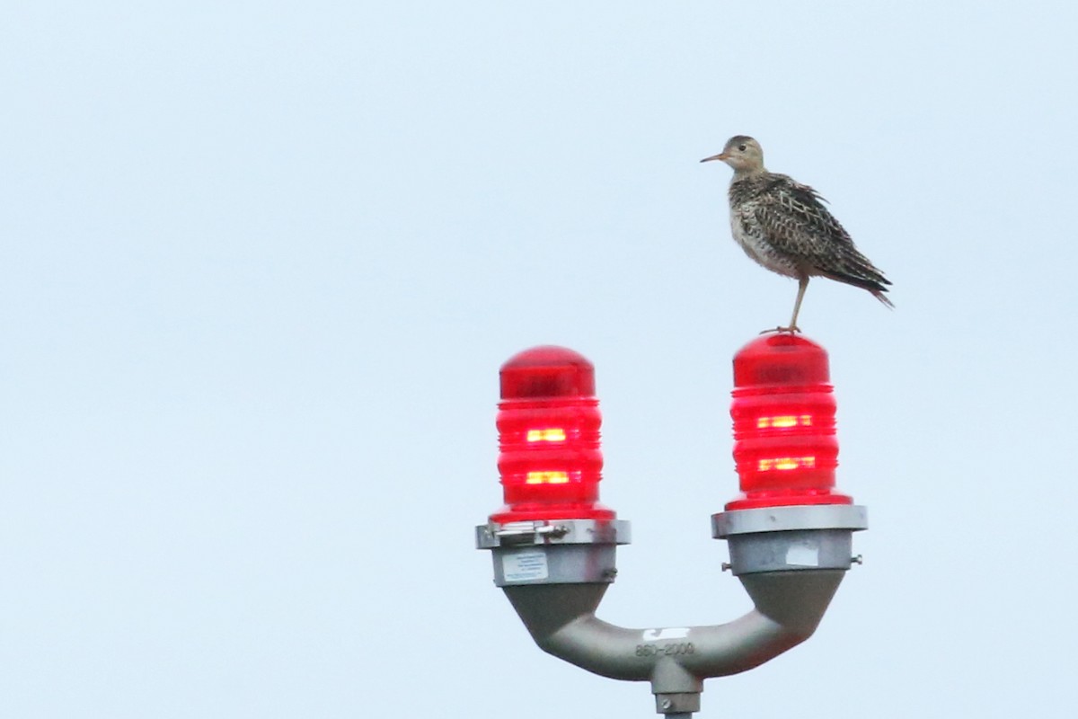 Upland Sandpiper - ML619322129