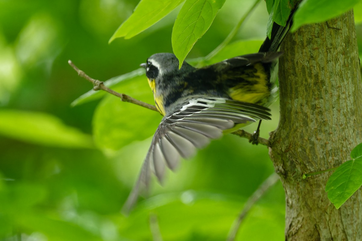 Magnolia Warbler - Jan  Kool