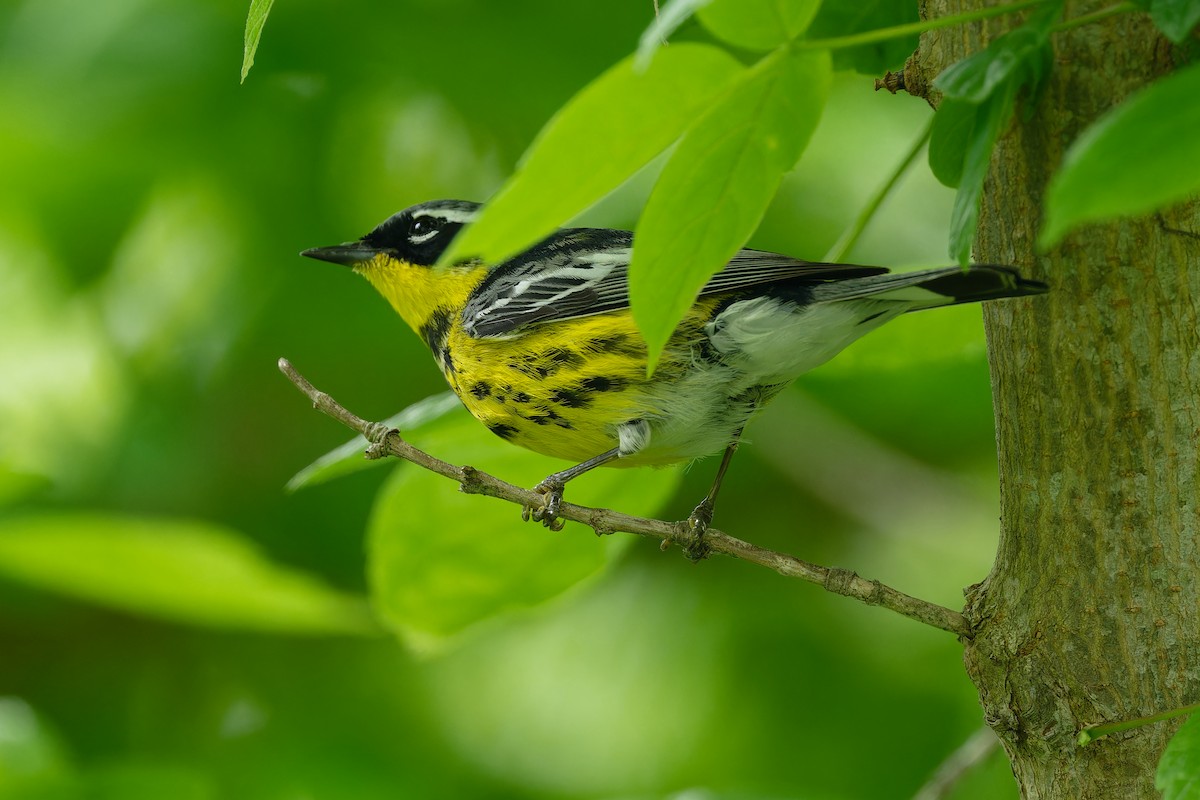 Magnolia Warbler - Jan  Kool