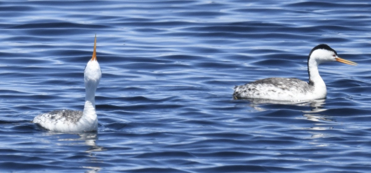 Clark's Grebe - Sevilla Rhoads