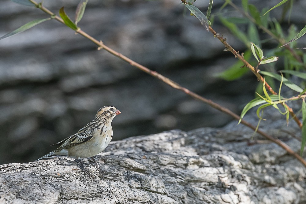 Pin-tailed Whydah - James McNamara