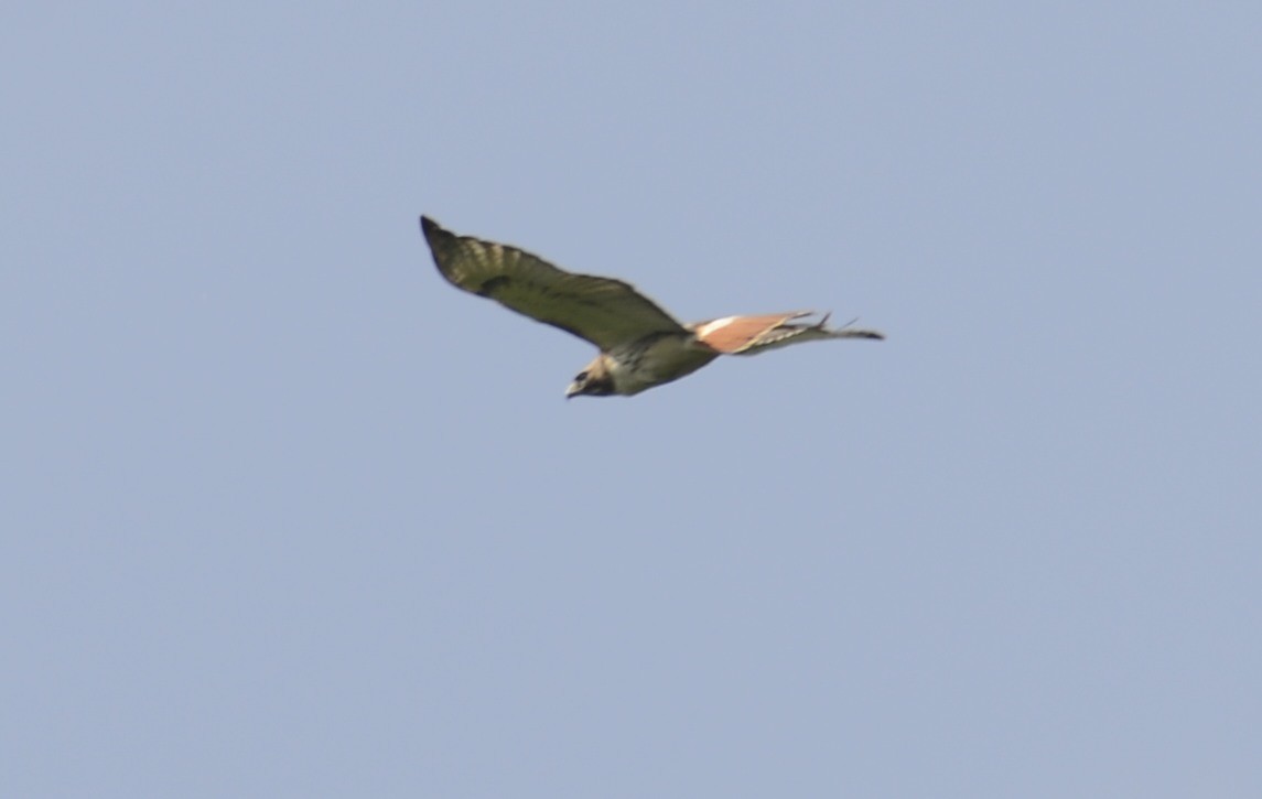 Red-tailed Hawk - Spencer Vanderhoof