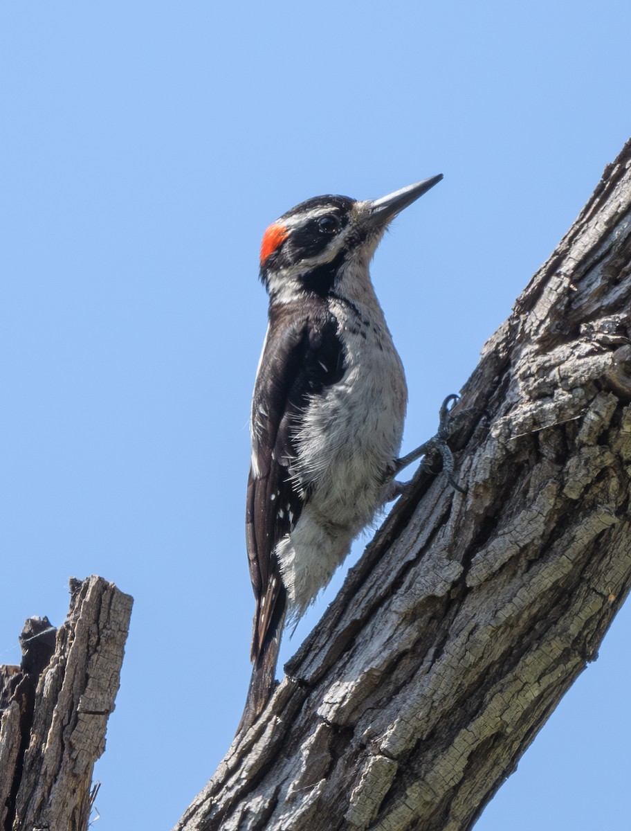 Hairy Woodpecker - Joshua Greenfield