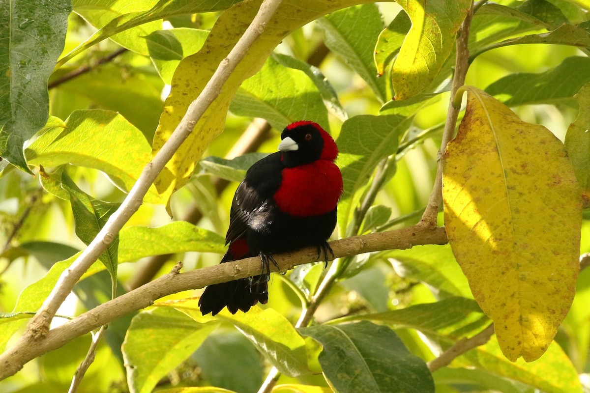 Crimson-collared Tanager - John and Milena Beer