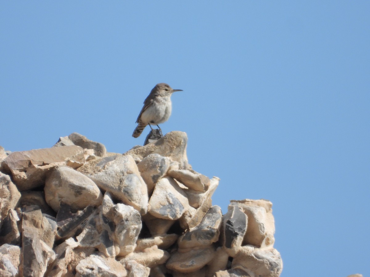 Rock Wren - Tom Wuenschell