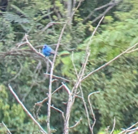Indigo Bunting - ML619322165