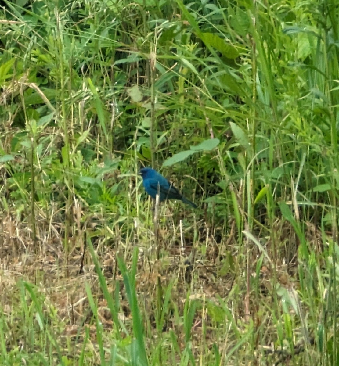 Indigo Bunting - ML619322170