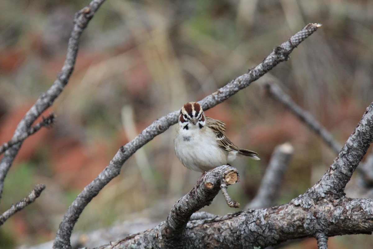 Lark Sparrow - ML619322173