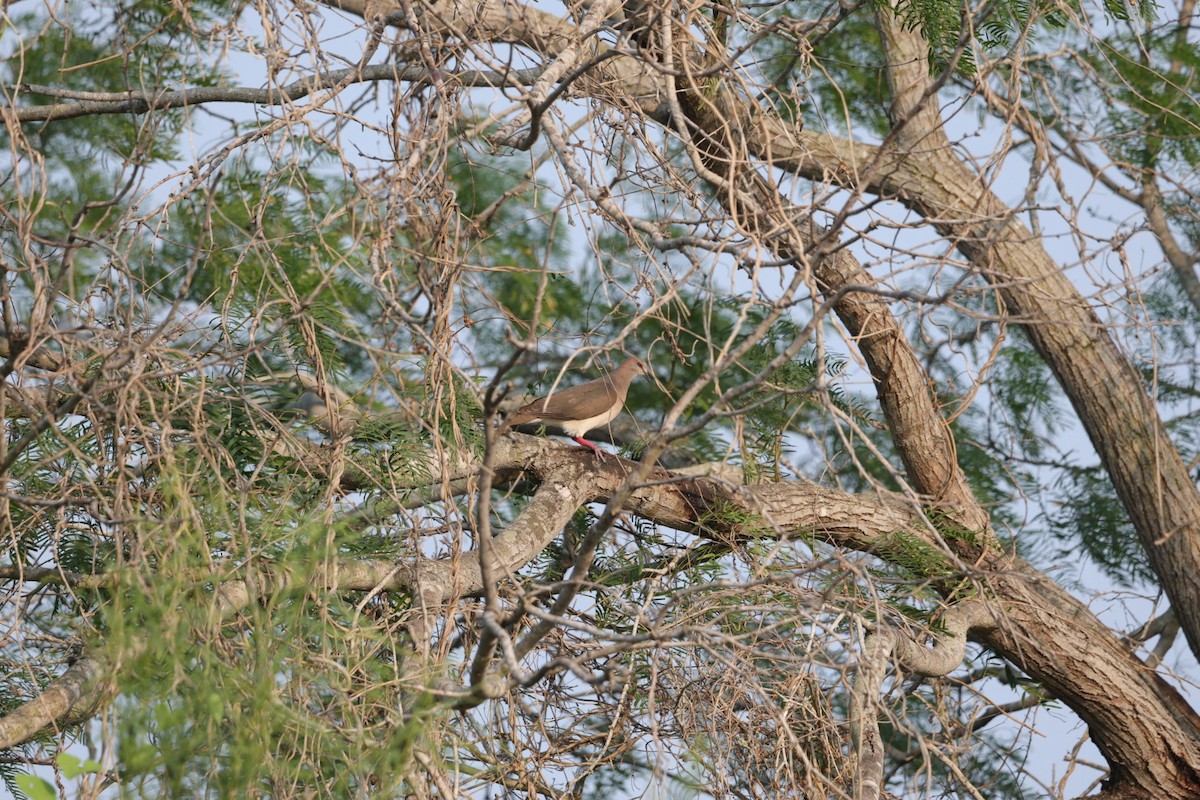 White-tipped Dove - L. Ernesto Perez Montes (The Mexican Violetear 🦉)