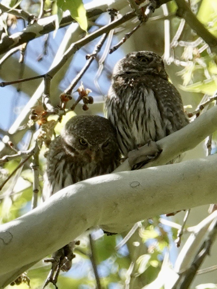Northern Pygmy-Owl (Mountain) - Judith White