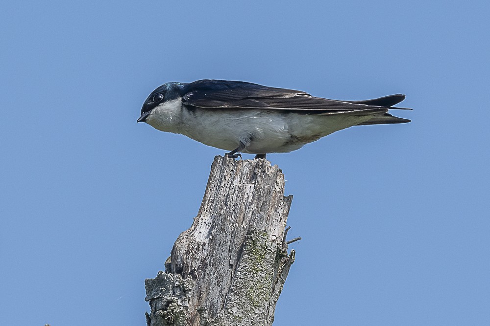 Tree Swallow - James McNamara