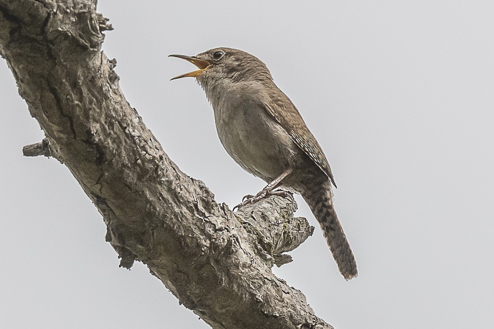 House Wren - James McNamara