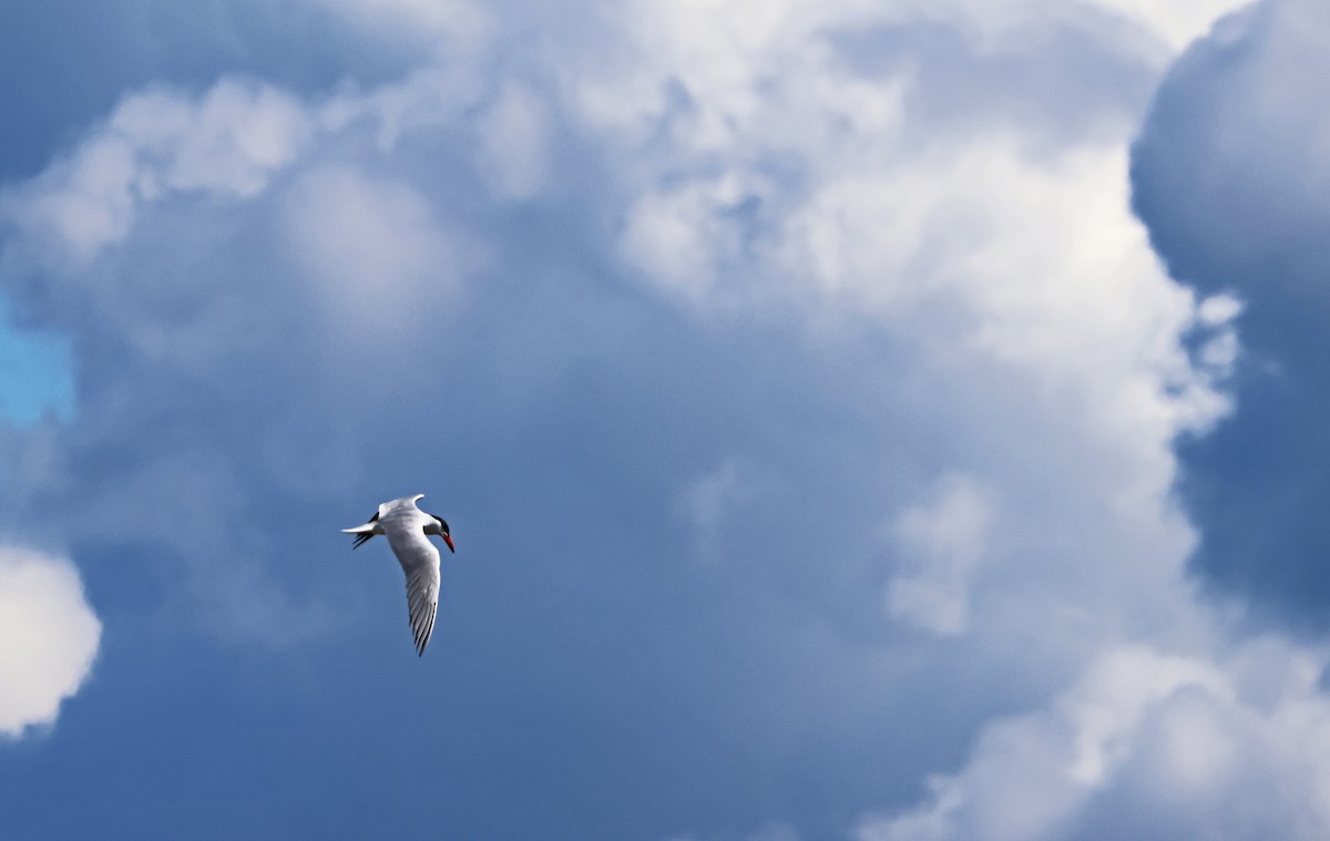 Caspian Tern - Jim Betz