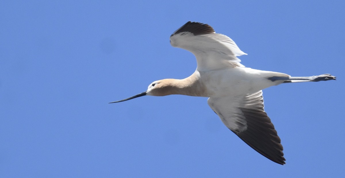 American Avocet - Sevilla Rhoads